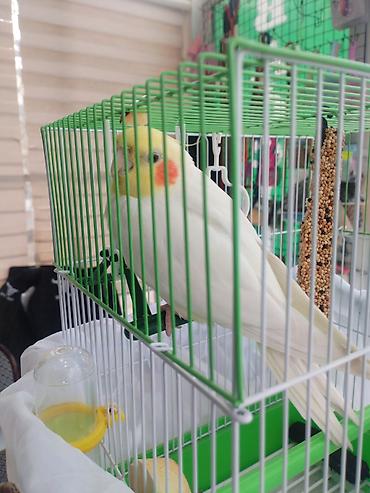 Digər quşlar: Corella rucnoydu tecili satilir — 7