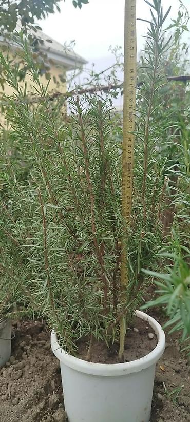 размарин купить: Розмарин (Rosmarinus officinalis) в горшках - Ароматное вечнозеленое — 6