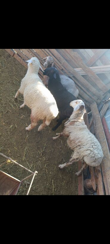 купить бельгийскую овчарку малинуа: Продаю | Баран (самец)