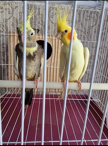 Quşlar: Nimfa (Cockatiel) cütü – dekorativ və ünsiyyətcil ev quşları - Növ — 1