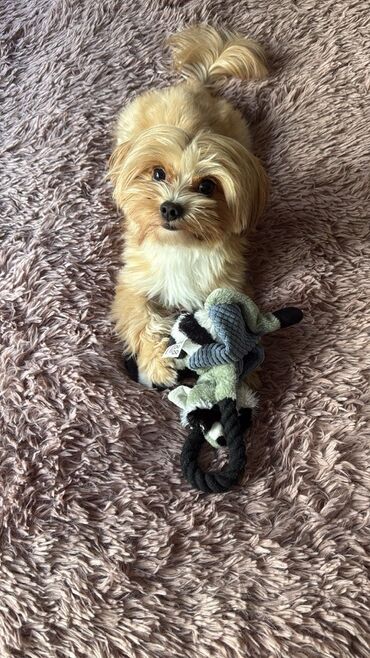 İtlər: Malta bolonka, 2 il, Erkek, Cütləşmə üçün — 9