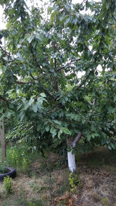 Torpaq sahələrinin satışı: 90 sot, Mülkiyyətçi, Kupça (Çıxarış) — 7