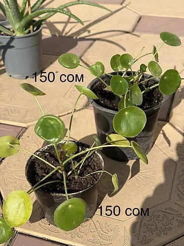 комнатные светы: Продаю домашние растения в горшках - Пилея (Pilea peperomioides) — 5