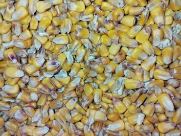 кукуруза рушеная: Куплю кукурузу с доставкой