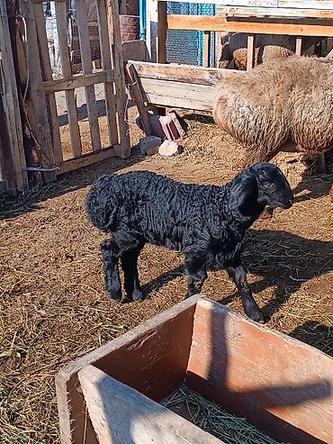 Баран, овца: Продаю | Ягненок | На забой | Племенные — 2