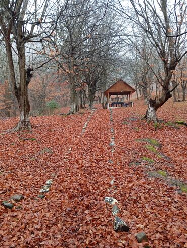 Restoran, kafelər: Masalli İsti su yaxin. 3 hektar ərazi 7 katej 6 bisetka. Tam islek -da lalafo.az — 26 Restoran, kafelər: Masalli İsti su yaxin. 3 hektar ərazi 7 katej 6 bisetka. Tam islek — 26