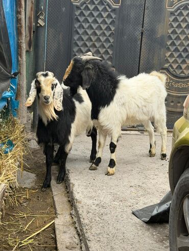 Козы, козлы: Продаю | Козёл (самец) | Битал | Для разведения — 1