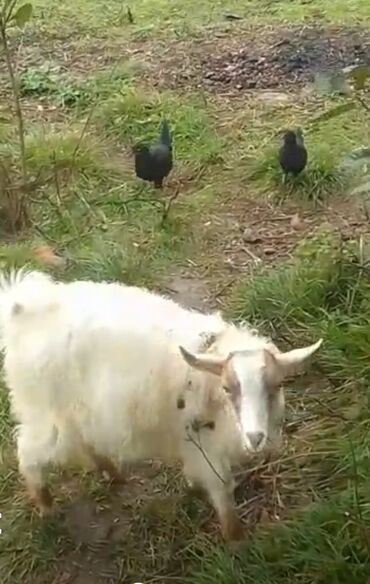 Inəklər, öküzlər: Cins: Qədirli/yerli tipli keçi Rəng: Ağ tüklü, baş və qulaqlarında