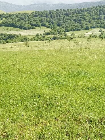 masallida torpaq qiymetleri: 106 sot, Kənd təsərrüfatı, Mülkiyyətçi, Kupça (Çıxarış)