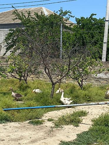 Qazlar: Qaz sürüsü satılır 7 ədəd 3 dişi 4 erkey - Növ: evdə bəslənmiş qazlar — 1