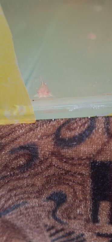 Akvariumlar: Dördbucaq akvarium, Balıqlarla birlikdə, 64 l, Ünvandan götürmə — 5