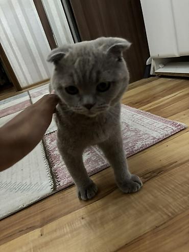 Животные: Скотиш Фолд (Шотландская вислоухая), 6 месяцев, Девочка, Голубой, Приучена к лотку — 1