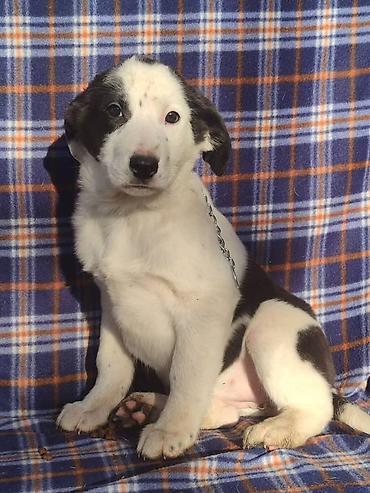 Продажа собак: Ищем дом щенкам. Дважды привиты,имеют ветеринарные паспорта. Есть — 8