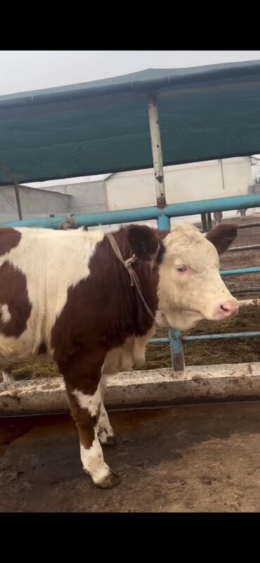 Inəklər, öküzlər: Simental cinsi inək - Rəng: qırmızı-ağ ala - Südçülük istiqaməti, iri — 4