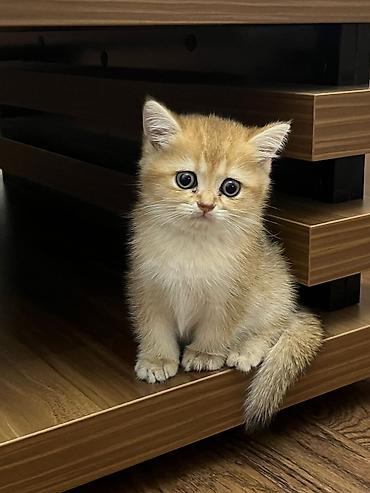 Pişiklər: Şotland — 15