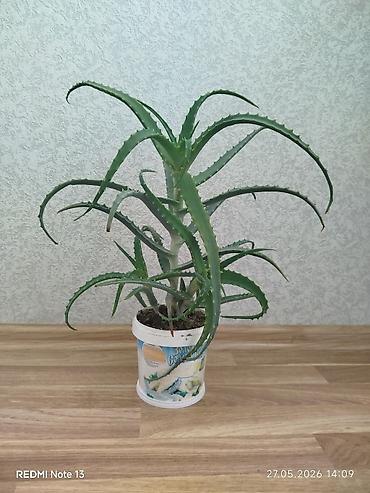 алоэ пайдасы: Əzvay bitkisi. (Aloe). Mualicəvidi. Dibində beş dənə balası var — 3