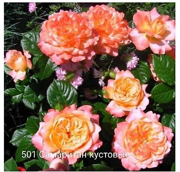 Rose saplings: Кустовые розы — сорта: - Э Шропшир Эд (№534): густомахровые — 21