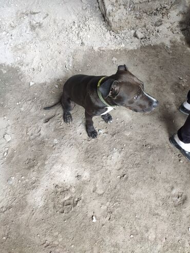 собаки долматинец: Продаю щенка пидбуль 4мец Бишкек Нижнее Аларча