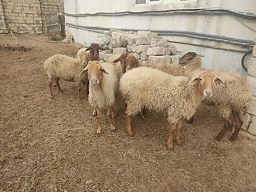 Qoyunlar, qoçlar: Dişi, il: 1, Damazlıq — 6