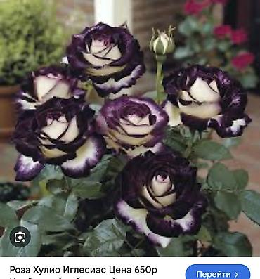 Роза: Саженцы — 33