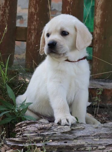 Psi: Predstavljamo vam naše novo žuto leglo! M: BLUE MOON ASTORELA ( — 6