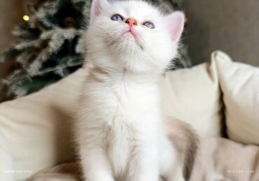 Xaltalar, qayışlar və tasmalar: 3 dişi öz pişiyimin balasıdır makler deiləm — 18