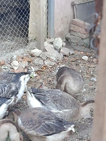 qaz sekli: Salam.Sağlam Yerli Bu ilki Qazlar.Ünvan Binəqədi DSK yolu — 2