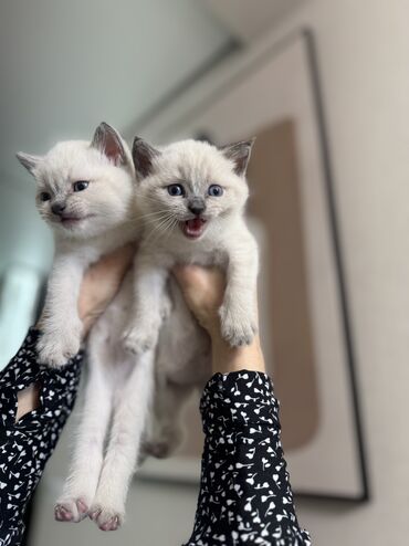 Продажа кошек: Скотиш Страйт (Шотландская прямоухая), 1 месяц, Девочка, Белый, Приучена к лотку, Проглистована