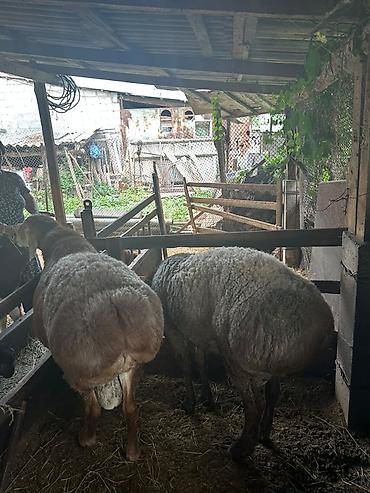 Баран, овца: Продаю | Баран (самец) | Для разведения — 7