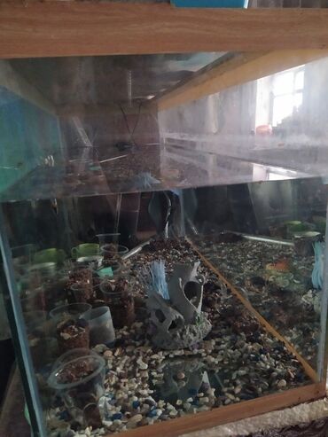 щенки беловодск: СРОЧНО продаётся аквариум на 200л. Состояние отличное, не протекает