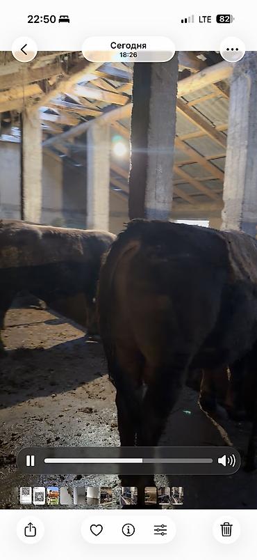 Коровы, быки: Продаю | Бык (самец) | Для разведения — 7