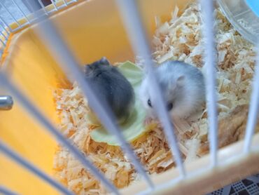 bakida cins ineklerin satisi: Hamster satilir ciddi alici narahat etsin unvan:Quba rayonu
