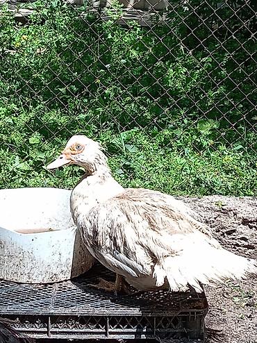 akvarium az: Muscovy ördəkləri (indo-ördəklər) – müxtəlif rəng çalarlarında Məhsul — 3