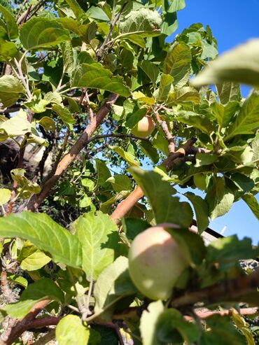 Продажа домов: Дом, 300 м², 4 комнаты, Собственник, Косметический ремонт at lalafo.kg — 23 Продажа домов: Дом, 300 м², 4 комнаты, Собственник, Косметический ремонт — 23