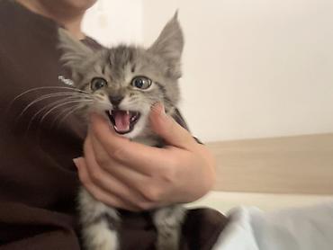 Отдам даром кошку: 1 месяц, Девочка — 4