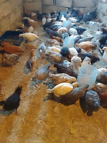 cuce satişi: Toyuq cücələri, Damazlıq — 2