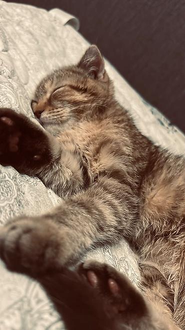 Кошка даром: Скотиш Страйт (Шотландская прямоухая), 3 месяца, Девочка, Приучена к лотку