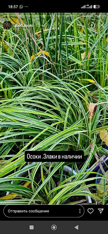 сетки для винограда: Виноград Вича цены зависят от саженца от 500 с. Ежевика 250 — 9