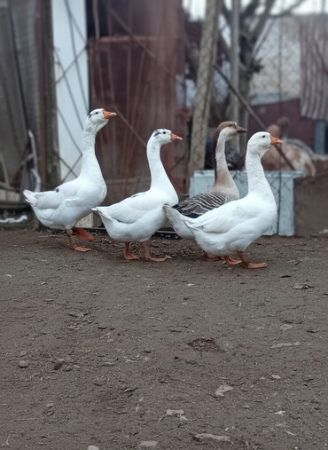 Qazlar: Qazlar satılır – həm ətlik, həm də damazlıq məqsədlər üçün — 2