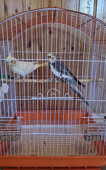 pekines it satisi: Nimfa (cockatiel) cütü və qəfəs dəsti -Quşların biri erkək biri — 4