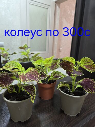 купить розы из атласной ленты: Продаю домашние цветы. Золотая рыбка, кактусы, пеперомия . Небольшой