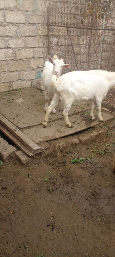 Keçi, çəpiş: Məhsul: Ağ rəngli oğlaqlar (bir neçəsi buynuzlu) - Cins: Yerli ağ keçi — 6