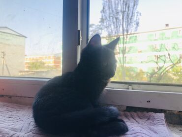 сколько стоят вислоухие кошки: 4 месяца, Девочка