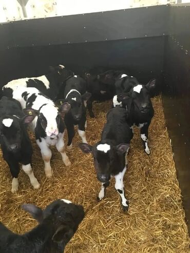 купить корову алатауской породы: Продаю | Корова (самка), Бык (самец), Тёлка | На откорм, На забой, Для разведения | Племенные