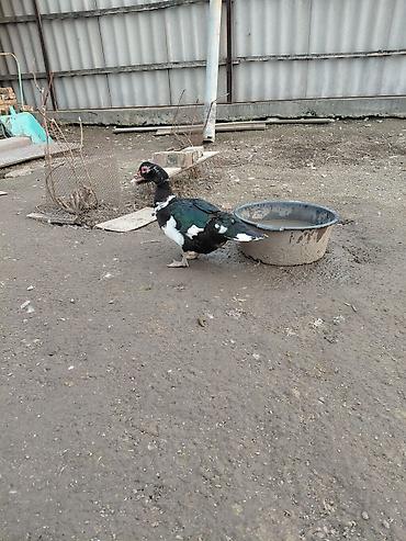 Другие с/х животные: Продаю куры, петух, индоутки Беловодске — 12