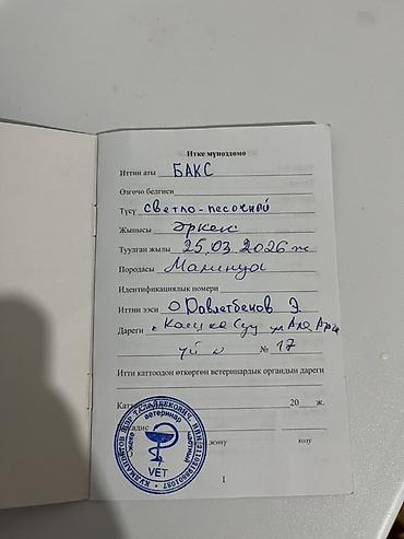 животные собака: Бельгийская овчарка, 6 месяцев, Самец, С прививкой, С родословной — 4