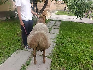 баран живой: Продаю | Баран (самец) | Арашан | Для разведения | Осеменитель — 8