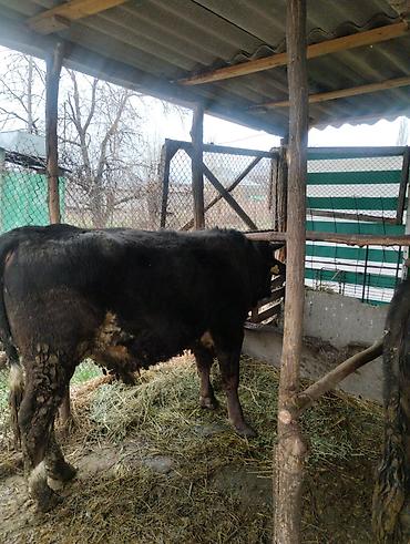 Другие животные: Другие животные — 2