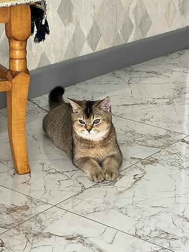 heyvan satisi: 4 aylıq golden shinsila balası köç səbəbilə satılır.İri sümüklü erkək — 2