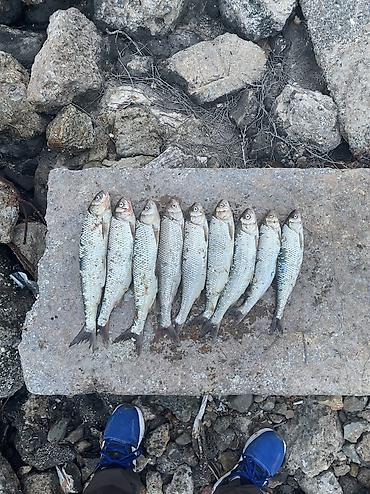 farel balıq: Qarmaq balıqıdı Dondurulmuşun-6azn Sveji-10 azn - Növ: çay balığı — 1
